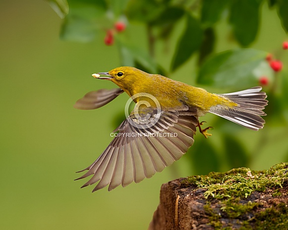 Pine Warbler in flight