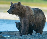 Wild Mother Brown Bear cubs in Alaska