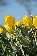 Bellona design tulip