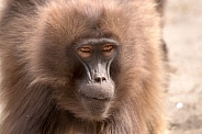 Gelada baboon