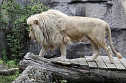 White lion (Panthera Leo)
