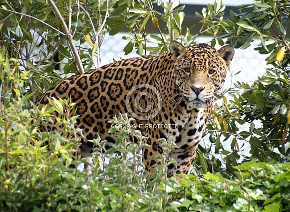 Jaguar