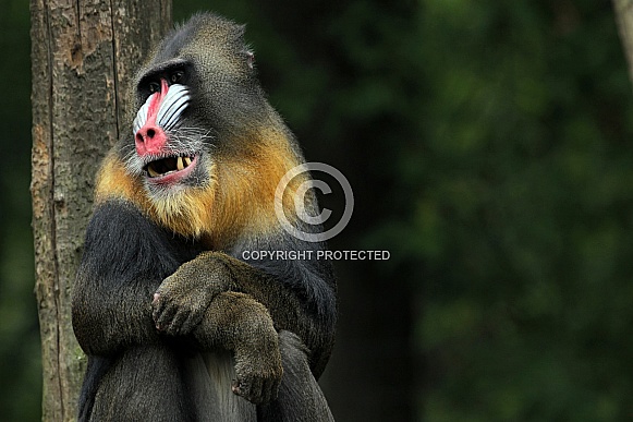 Mandrill Mandrill
