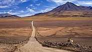 Vicuna - Atacama Desert - Chile