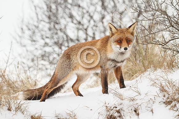 Red fox in Nature Red fox in Nature