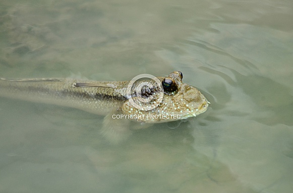 Mud Skipper