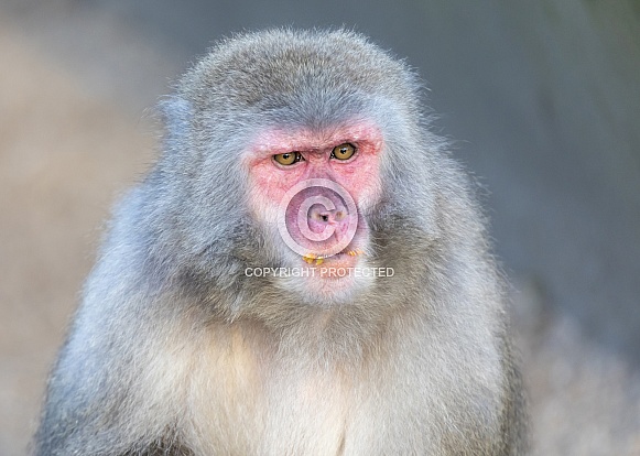 Japanese macaque (Macaca fuscata)