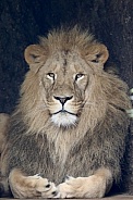 African Lion