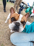 Up close with a French Bulldog