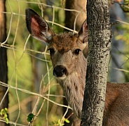 Young Mule Deer Buck