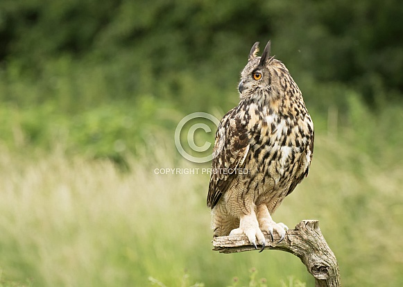 European Eagle Owl Perched