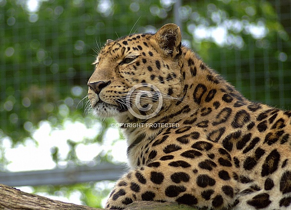 Leopard