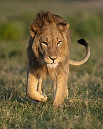 Young lion walking down a path