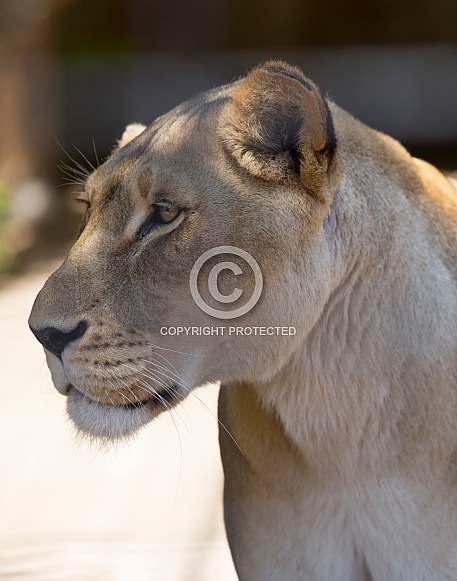 African Lioness