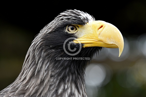Steller Sea Eagle