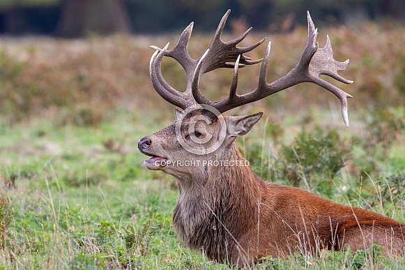Red deer