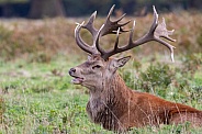 Red deer