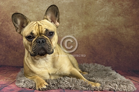 Fawn French Bulldog Lying Down Resting