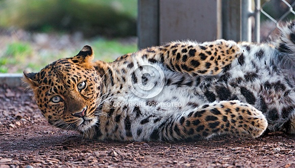 Leopard