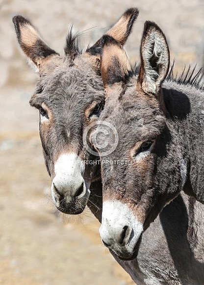 Donkeys