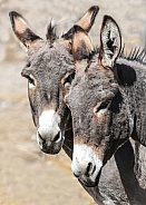 Donkeys