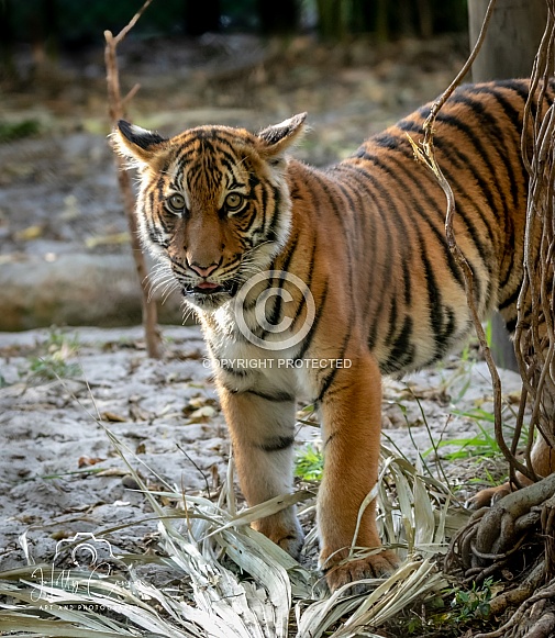 Malayan Tiger Cub