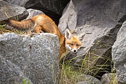Young red fox cub in nature