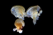 Japanese sea nettle (Chrysaora pacifica)