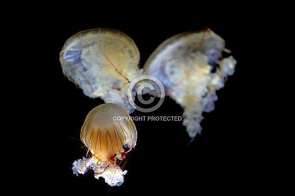 Japanese sea nettle (Chrysaora pacifica)