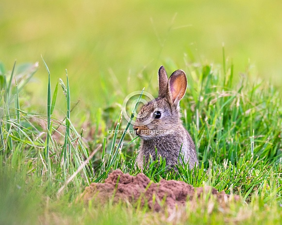 Baby Rabbit Baby Rabbit