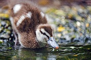 Young duck at the water