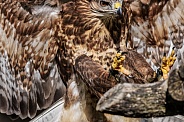 Common Buzzard