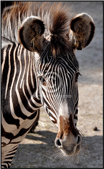 Zebra Zebra