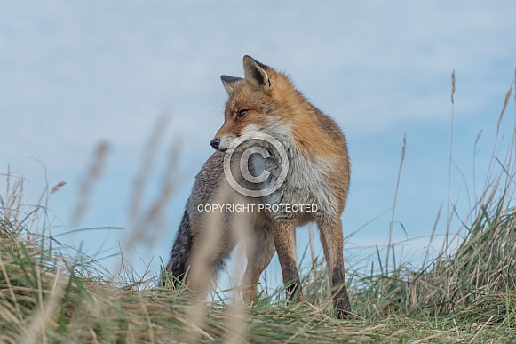 Red Fox