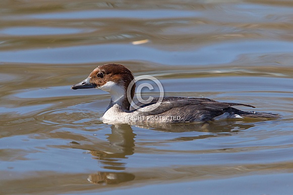 Smew (female)