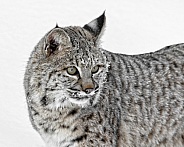 Bobcats-Snowy Bobcat