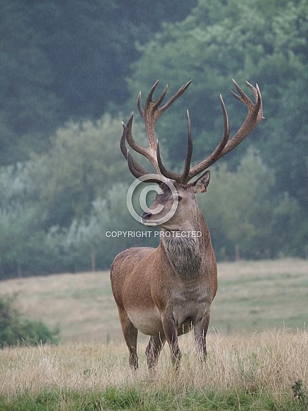 Red Deer Stag