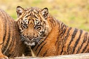 Young Tiger Cub