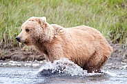 Wild Alaskan Brown Bear fishing