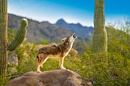 Coyote on Rock Howling