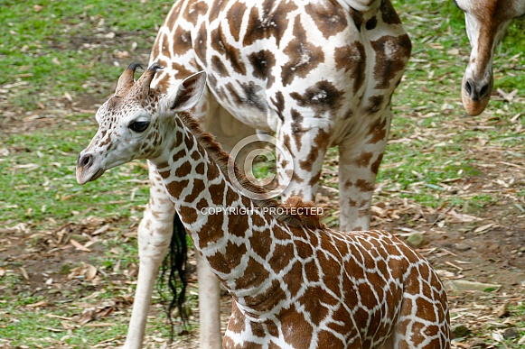 Baby Giraffe