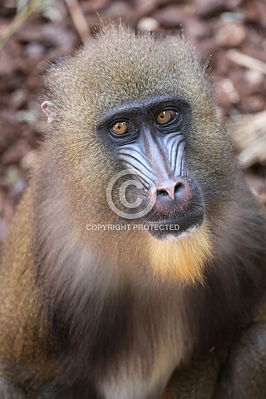Mandrill (Mandrillus sphinx) Mandrill (Mandrillus sphinx)