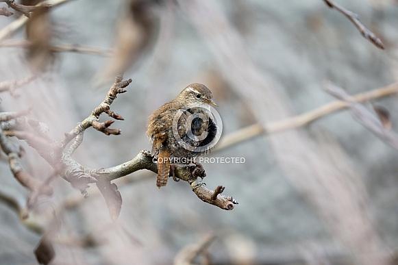 Eurasian Wren (Troglodytes troglodytes) Eurasian Wren (Troglodytes troglodytes)