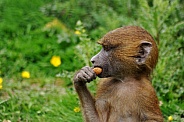Guinea baboon (Papio papio)