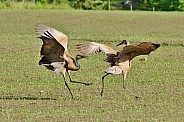 Sandhill Cranes in the springtime