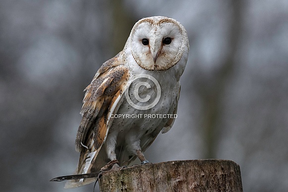 Barn Owl On Tree Stump Full Body