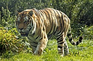 Amur Tiger Walking