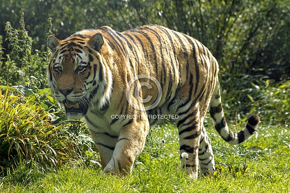 Amur Tiger Walking