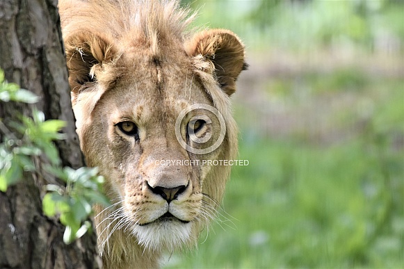 African Lion