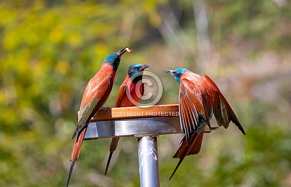 Bee Eaters